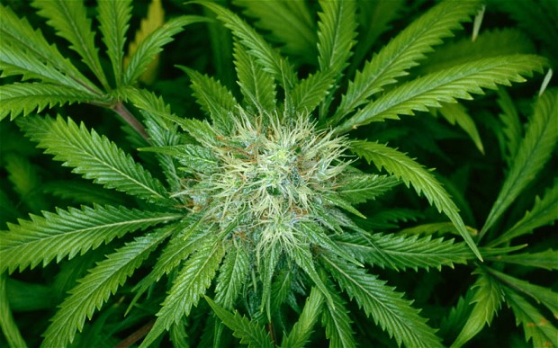 Corte Suprema absuelve a condenada por cultivo de marihuana destinada a consumo ritual