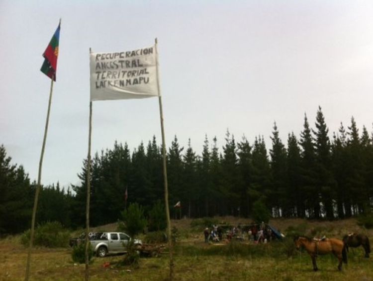 Comunidades mapuche de Pangue se tomaron fundo forestal en Los Álamos