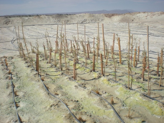 La fitotecnología busca remediar daños de la minería