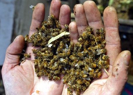 SAG y nueva mortandad de 30.000 abejas en región del Maule
