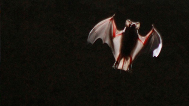 Murciélagos portadores del ébola pueden ser clave para acabar con la epidemia