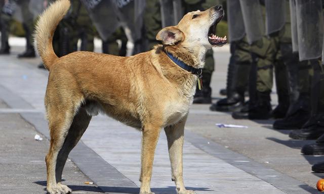 ¿Qué pasa por la cabeza de un perro?