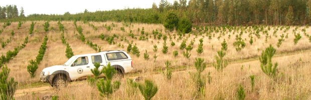 Prensa internacional se refiere a la confusión de «plantaciones forestales con bosques» en Chile