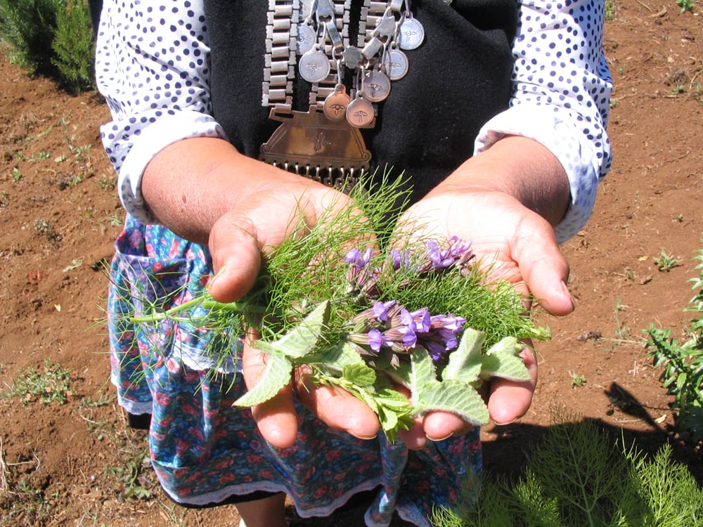 Hierbas mapuche “para el día después”, anticonceptivos naturales que tiene su medicina