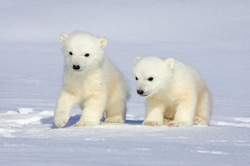 Un mundo sin osos polares será la realidad si el hielo sigue derritiendo