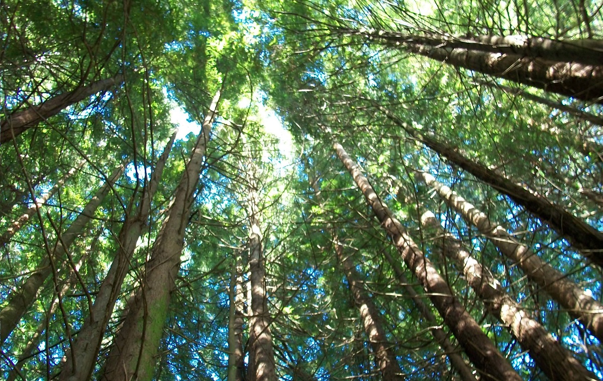 Preocupación en Chiloé por pérdida progresiva de bosque nativo, ecosistemas y fuentes de agua