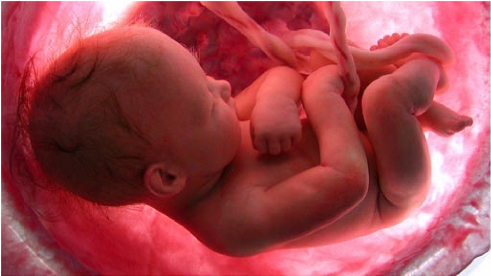 El desarrollo motor en la fase prenatal está influenciado por determinados contaminantes