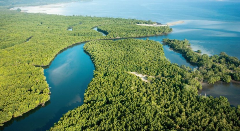 COP20: la importancia de los manglares en la lucha contra el cambio climático
