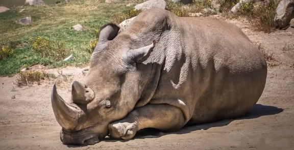 Tras la muerte de Angalifu, sólo quedan cinco rinocerontes blancos en el planeta