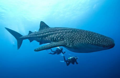 Crearán santuario marino donde prohibirán la pesca y minería
