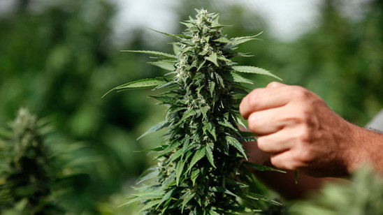 Las tribus nativas de EE.UU. podrán vender y cultivar marihuana