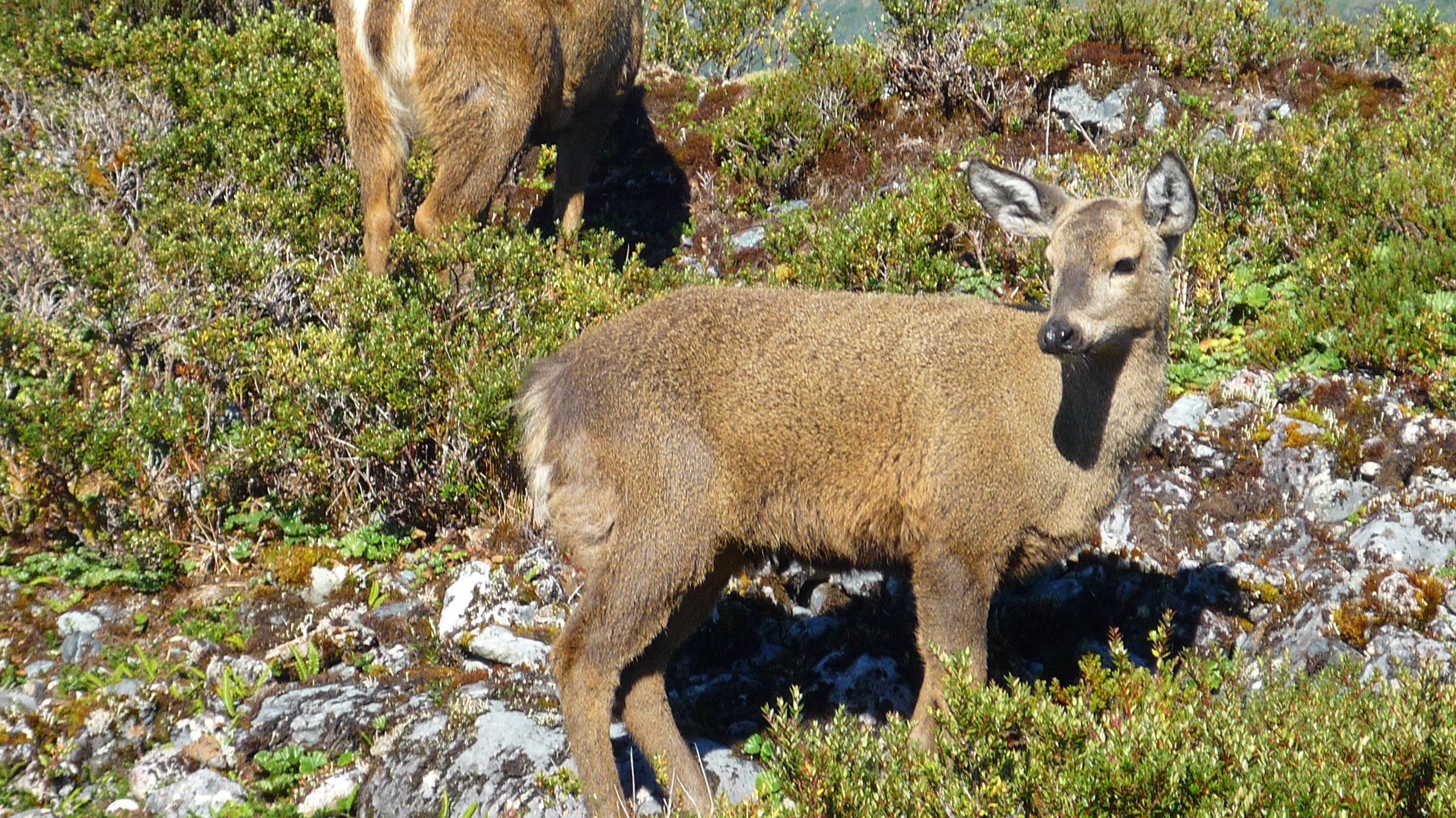 El huemul al borde de la extinción: Quedarían menos de mil ejemplares