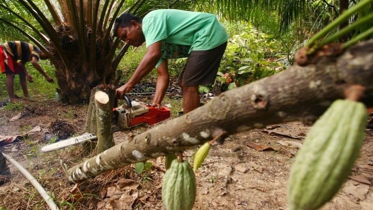 9 productos que son fruto de la esclavitud moderna