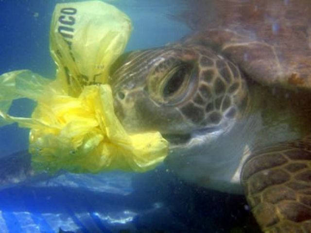 Adios a la basura: Ecuador prohíbe usar bolsas y vasos plásticos en las Galápagos