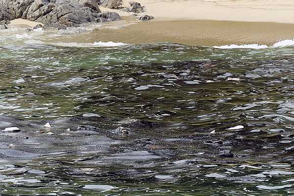 Levantan prohibición de extracción y consumo de recursos marinos en Quintero