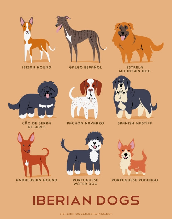 Nunca pensé que existieran tantas razas de perros. Aquí los encontrarás clasificados por su origen
