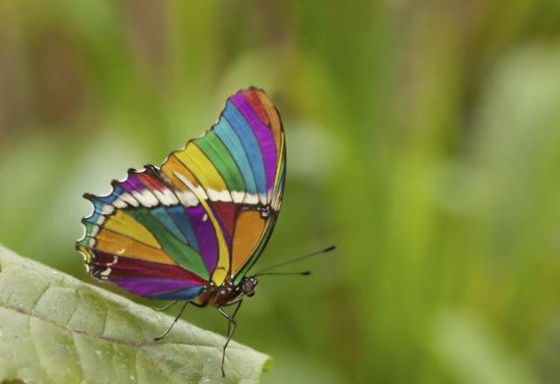 9 cosas sorprendentes sobre las mariposas que no deberías perderte