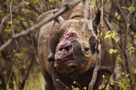 Dos cazadores furtivos de rinocerontes mueren tras un tiroteo con guardabosques