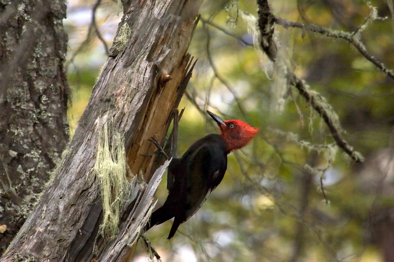 El carpintero negro podría desaparecer de Chile en 40 años