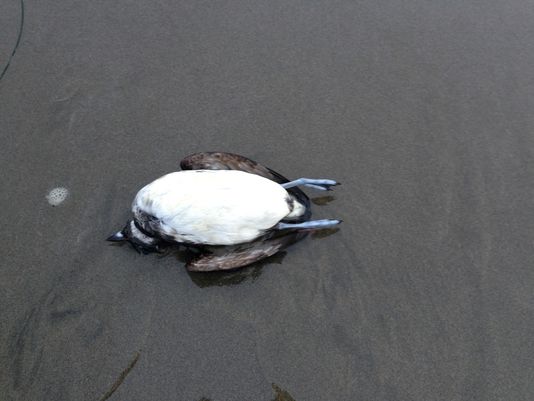 Muerte masiva de aves en las costas del Pacífico de Canadá y EEUU