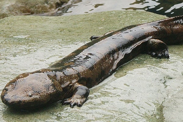 Policías chinos sancionados por un festín de salamandra en peligro de extinción