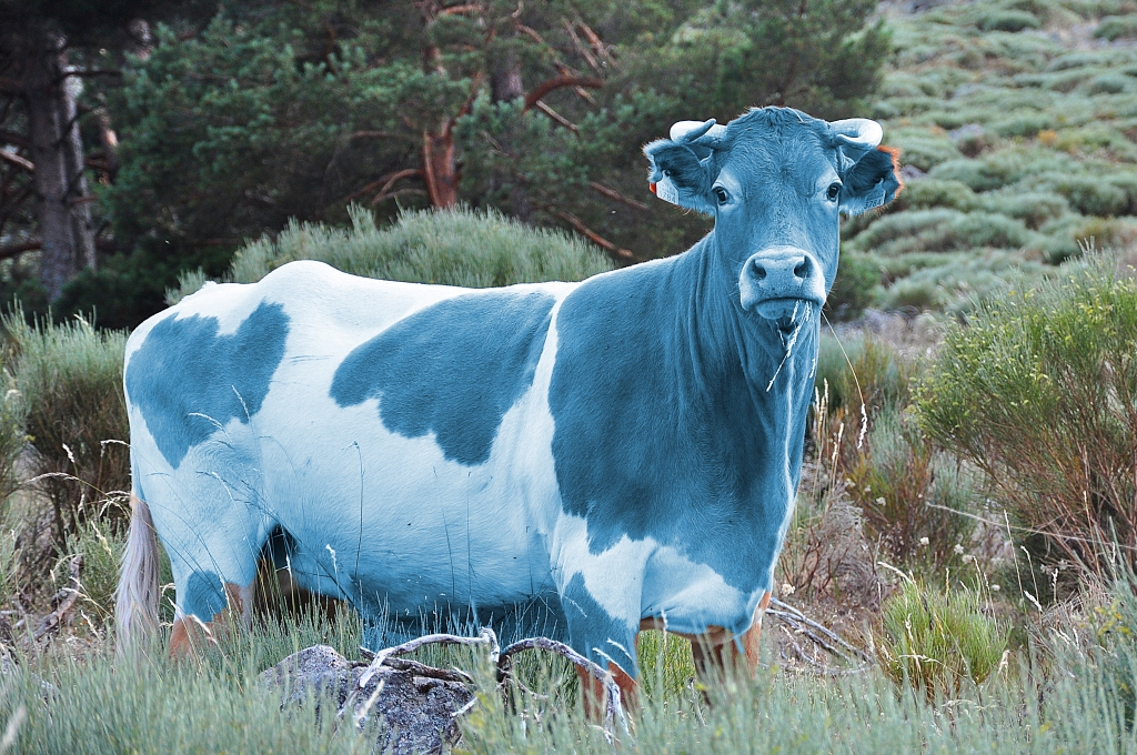 ¿Cuántas vacas cuesta tu novia? Una aplicación machista desata polémica