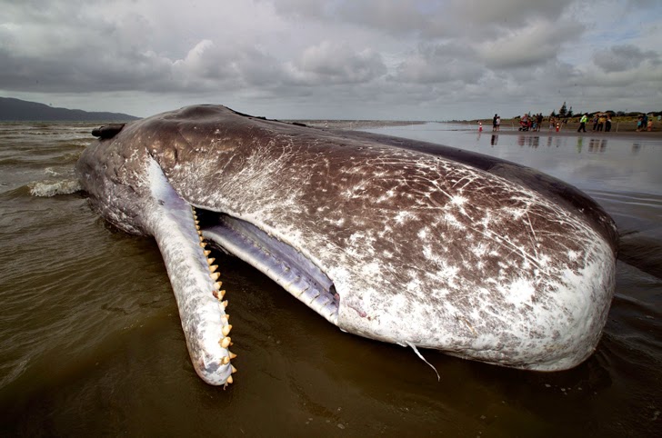 Las ballenas mueren dejándonos un importante mensaje: sus estómagos están llenos de plástico