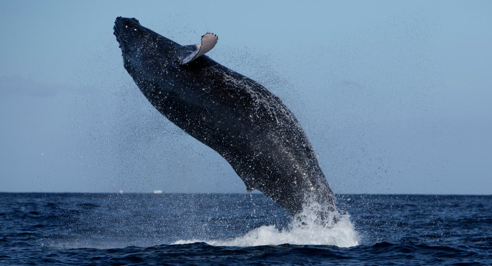 Publican estudio sobre el verdadero tamaño de los animales marinos más grandes