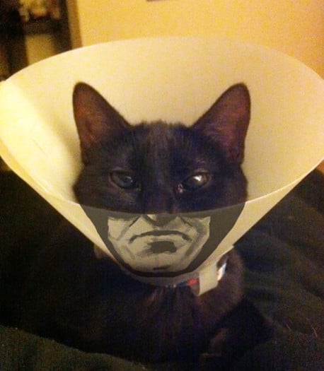 Humor: 22 CONOS ridículos por los que tu mascota te odiará aún más
