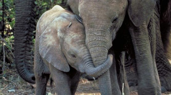 Ni al circo ni al zoo: ¡Paren el tráfico de crías de elefante!