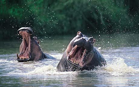 Los hipopótamos son más mortales que los leones