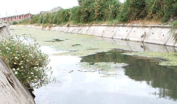 Codeff denunció hallazgo de peces muertos en el Canal de Hualpén