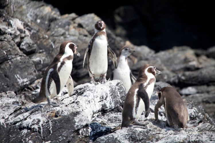 Oceana exige retiro de Proyecto Dominga tras escándalo de Caso Penta