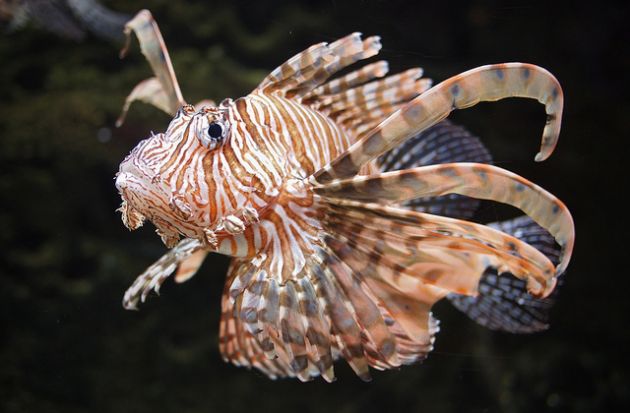 9 peces que pueden hacer cosas muy extrañas