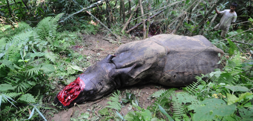 La masacre de rinocerontes alcanza un nuevo récord en Sudáfrica