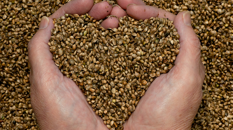 La importancia de las semillas de cáñamo o cannabis en la dieta