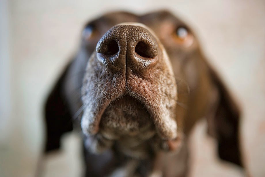 Cómo los perros «ven» con la nariz