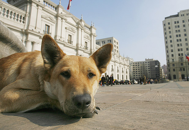 Gobierno suspende medida que permitía caza de perros salvajes
