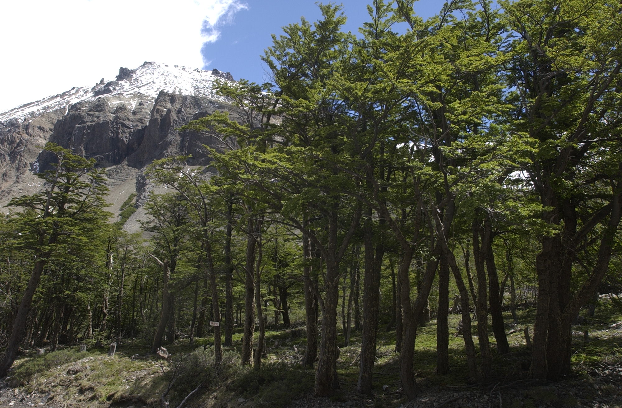 “Que el 35 % del bosque nativo del país se concentre en Aysén requiere medidas especiales”