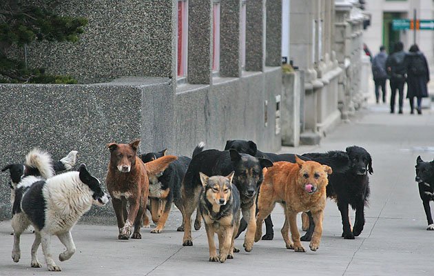 Gobierno autoriza caza de «perros salvajes»