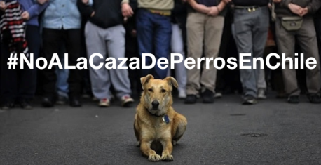 «Mientras más conozco a las autoridades chilenas más me gustan los perros salvajes»