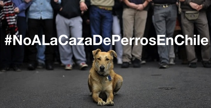 «Mientras más conozco a las autoridades chilenas más me gustan los perros salvajes»