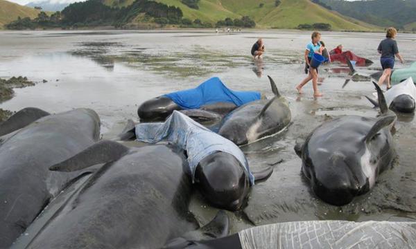Cientos de ballenas atrapadas en una playa neozelandesa