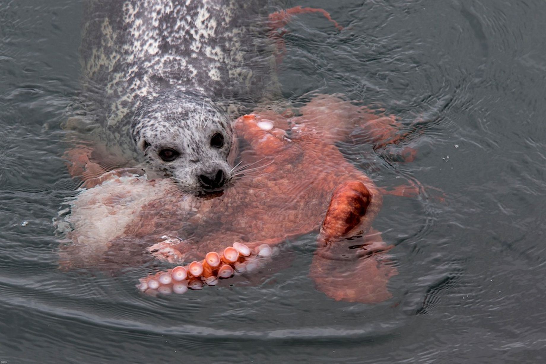 Las curiosidades de la naturaleza: La pelea entre un pulpo y una foca [VIDEO]