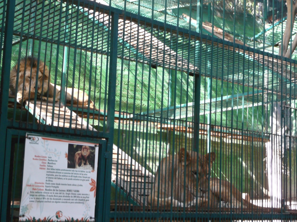 Incautan 101 animales del zoo de un diputado local mexicano