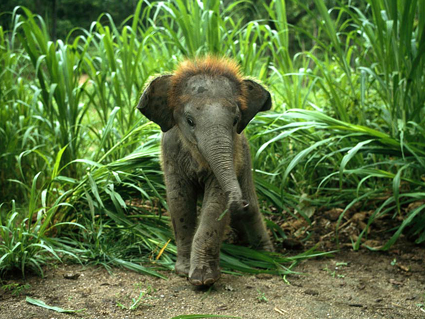 El elefante asiático en serio peligro de extinción