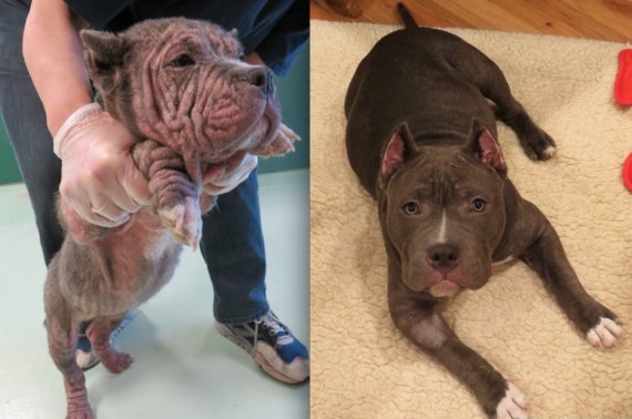 Evolución de perros antes y después de ser adoptados [FOTOGRAFÍAS]