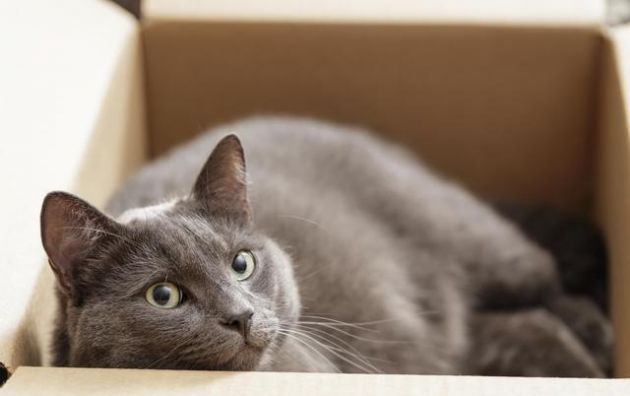 5 leyes básicas que puedes aprender de tu gato