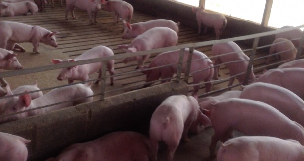 Tribunal Ambiental ordena clausura parcial de granja de cerdos en Til Til