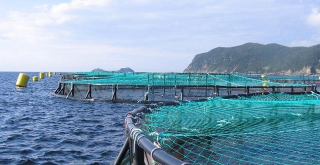 Pueblos originarios de Aysén preocupados por efecto negativo de la industria salmonera en la población